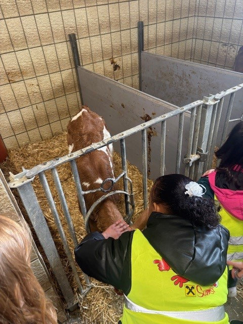 Kinder, die eine kleine Kuh in einem Stall streicheln