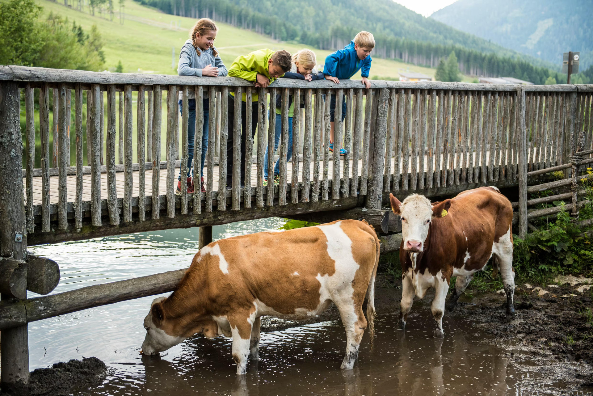 Zwei Kühe unter einer Brücke.