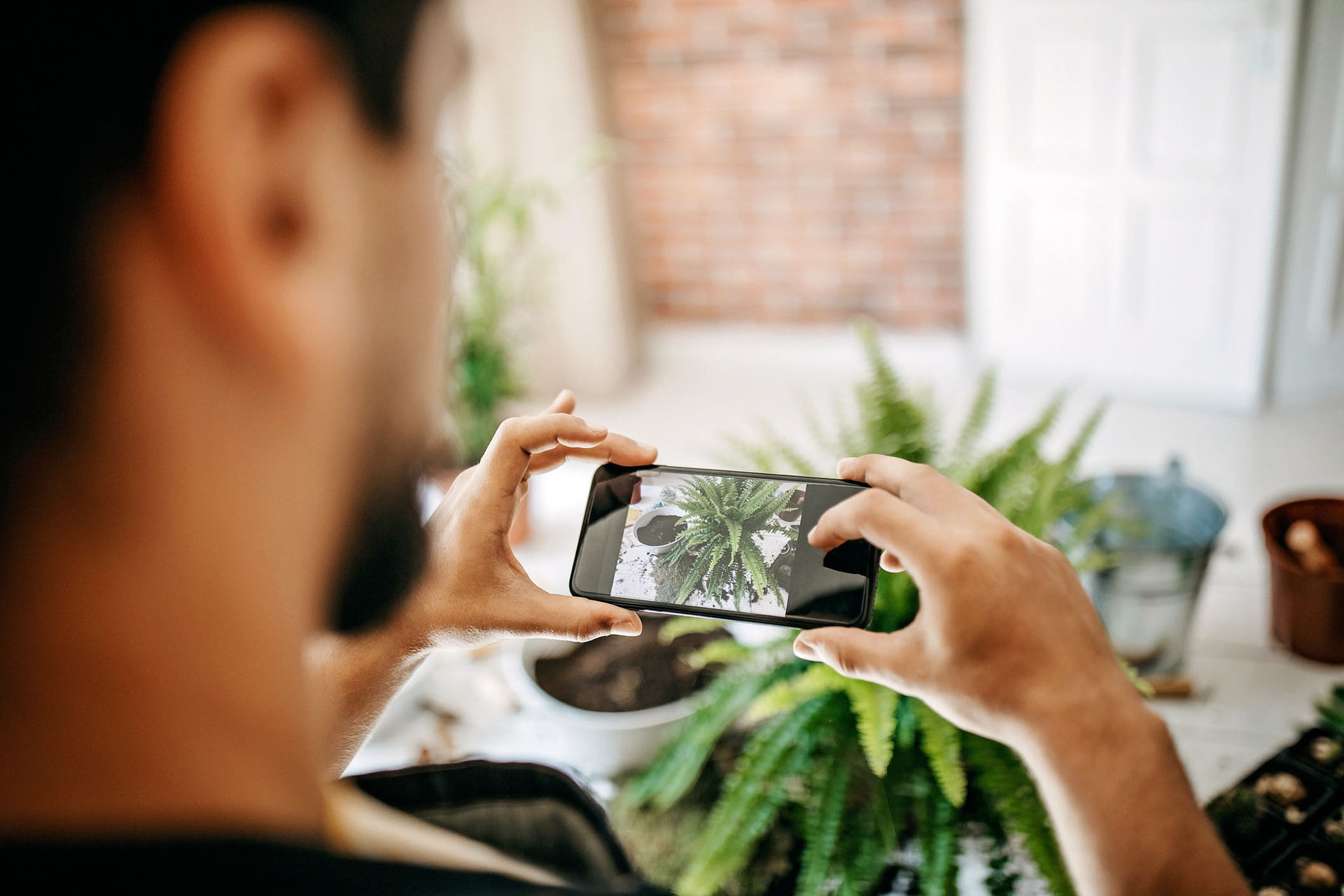 1172599622 Anhand von Fotos sagen Apps, was eine Pflanze braucht.