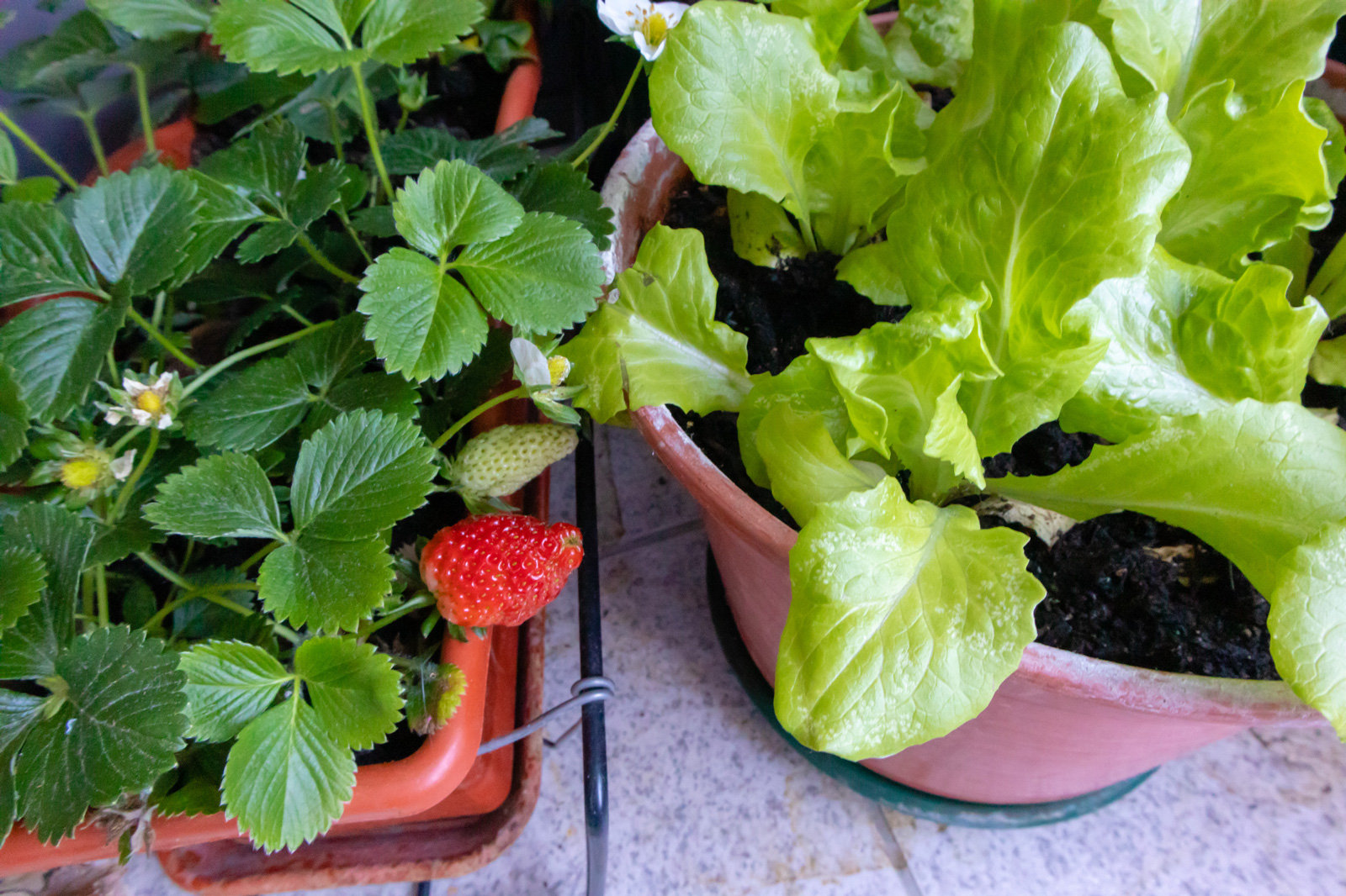 Erdbeeren