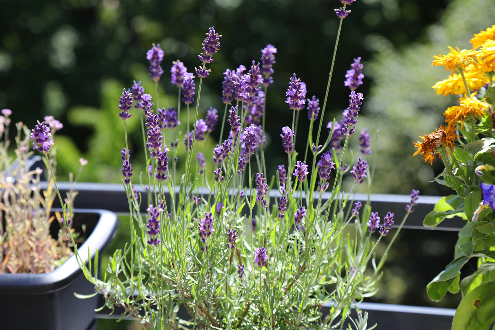 Duftet nach Süden: Lavendel