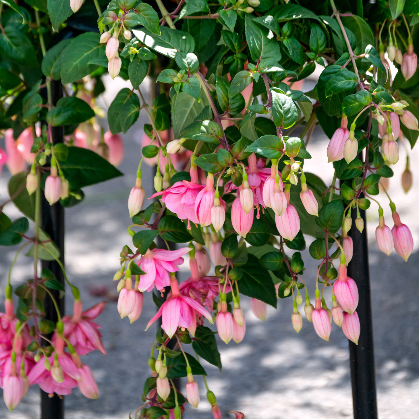 Blüht dauerhaft: Fuchsia