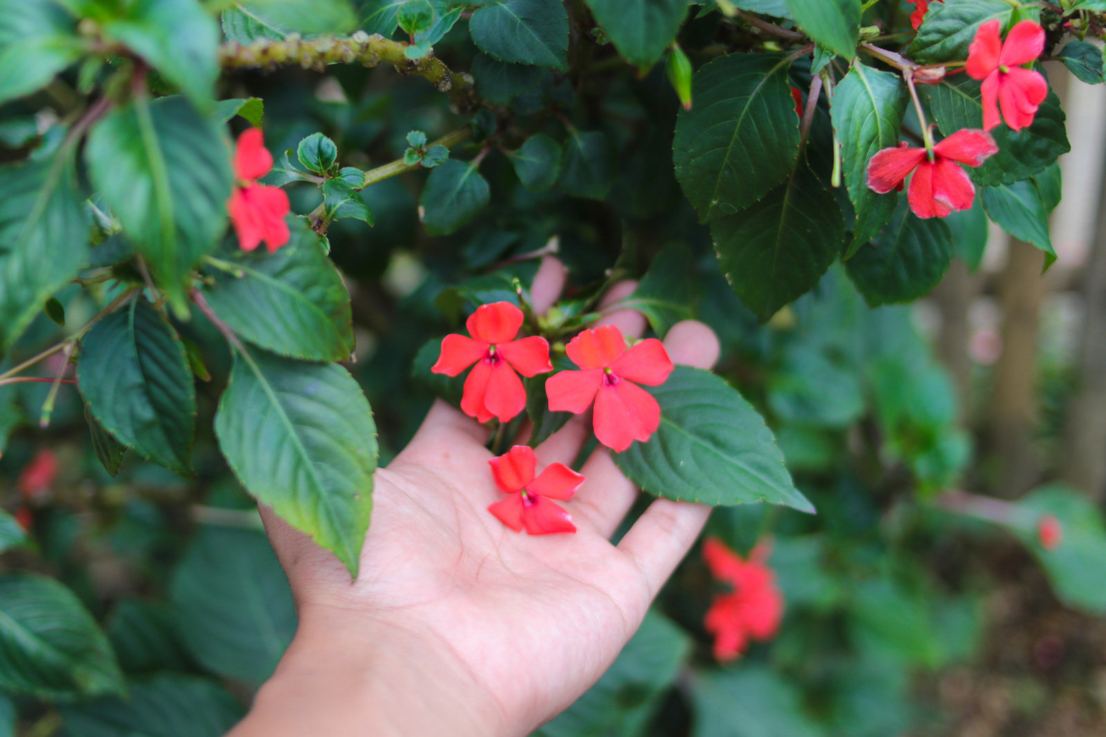 Auch für schattige Plätze geeignet: Fleißige Lieschen (Impatiens walleriana)