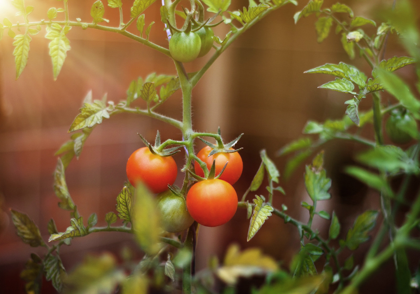Klein aber mein: Tomaten auf dem Balkon