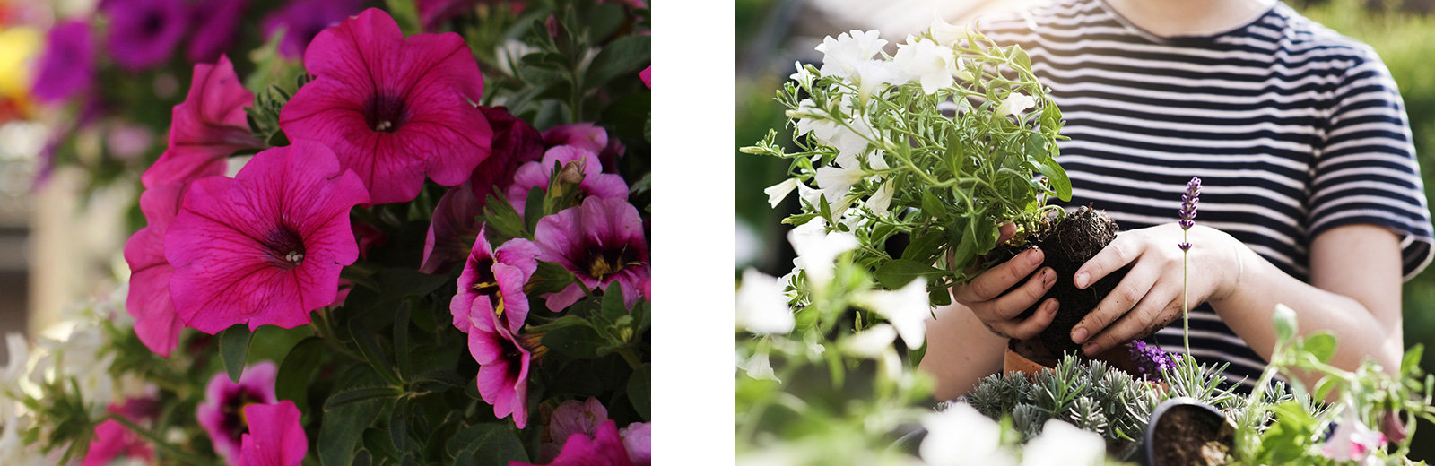 Ideal für den Sübbalkon: Petunien