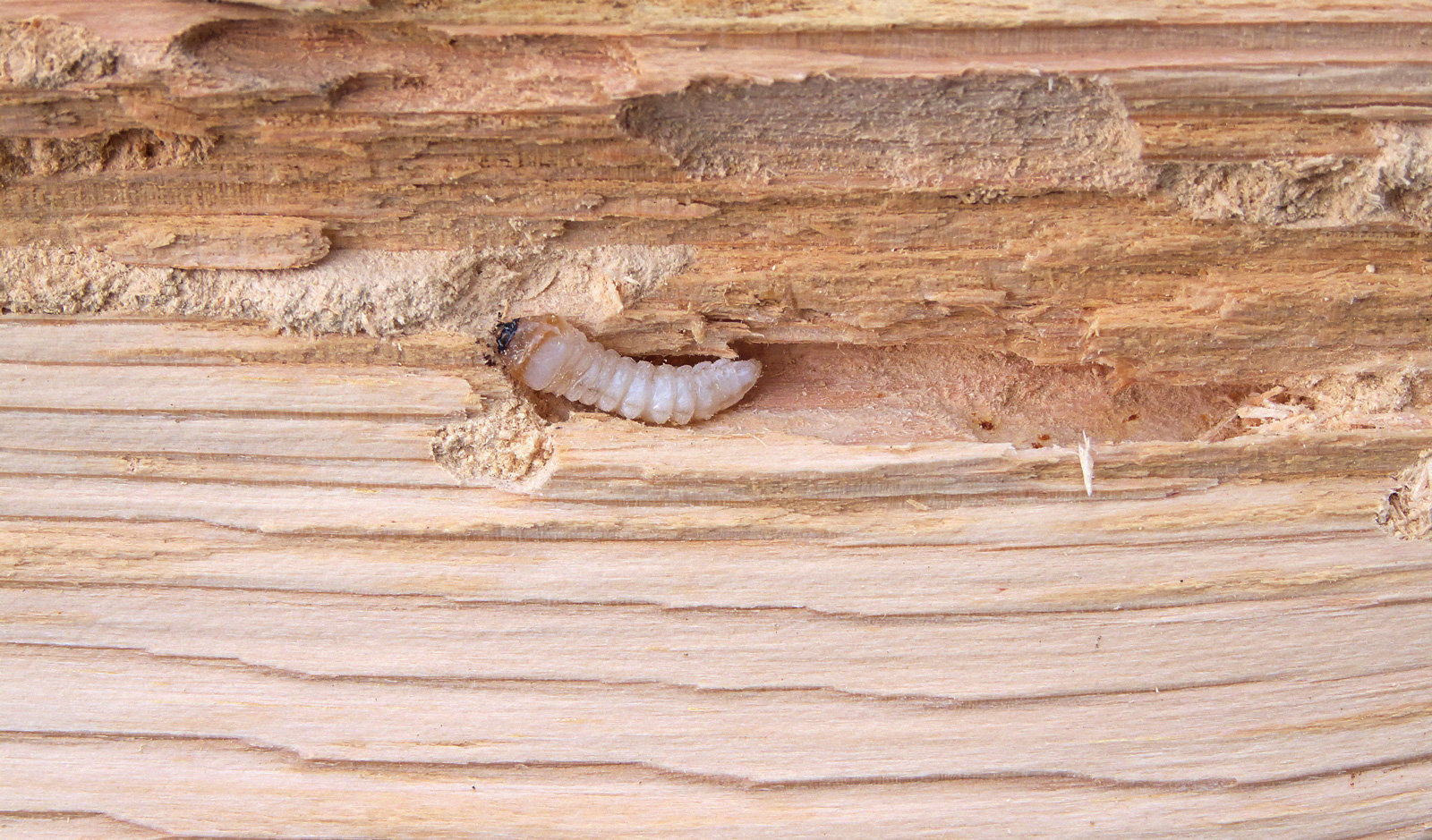 Kleine Larve, große Wirkung