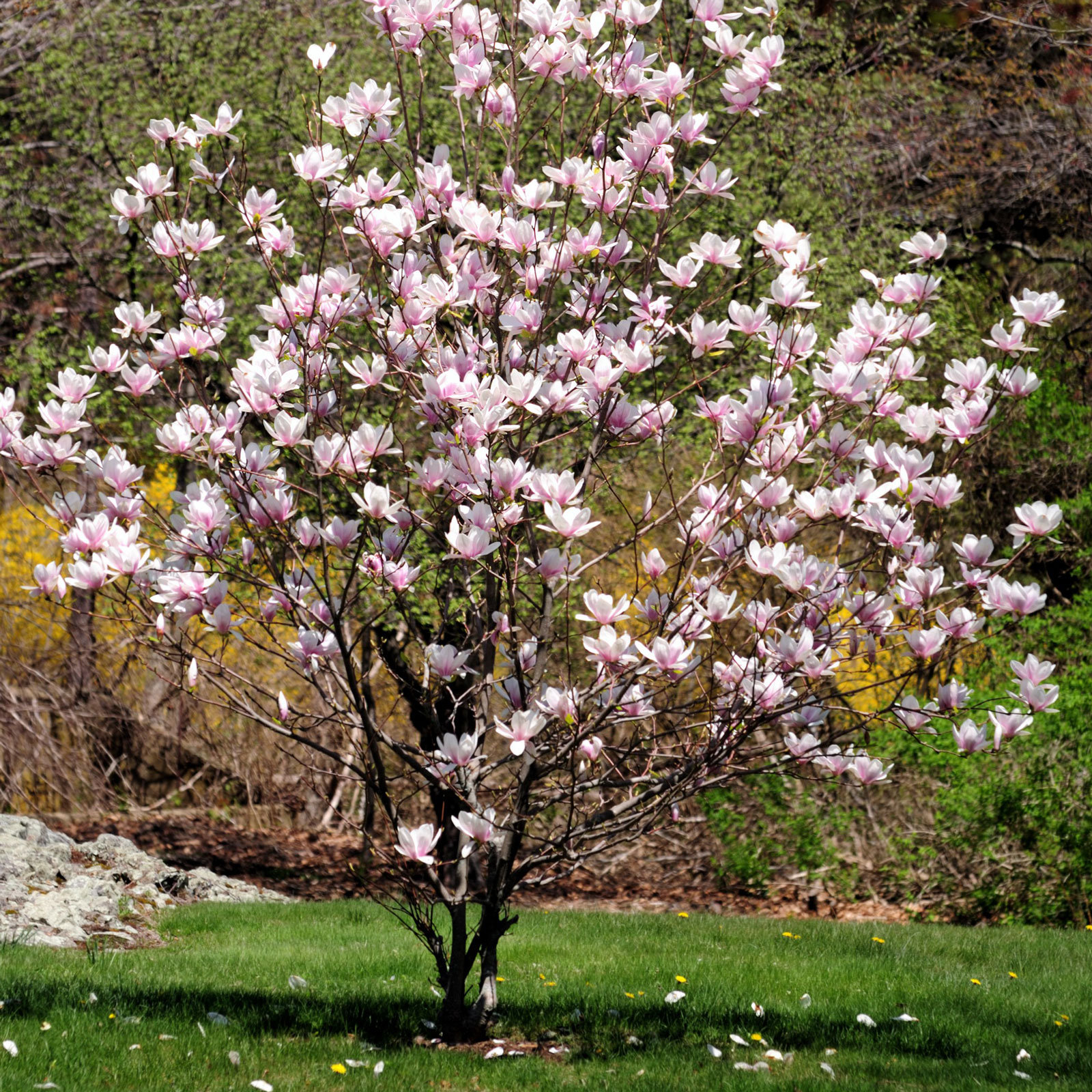 In günstigen Lagen in Österreich inzwischen verwendbar: Magnolien