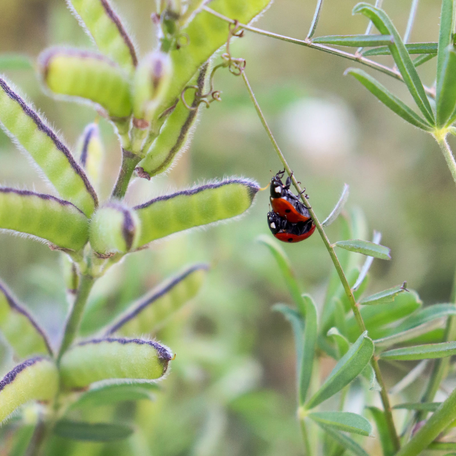 Marienkäfer fressen gerne Blattläuse.