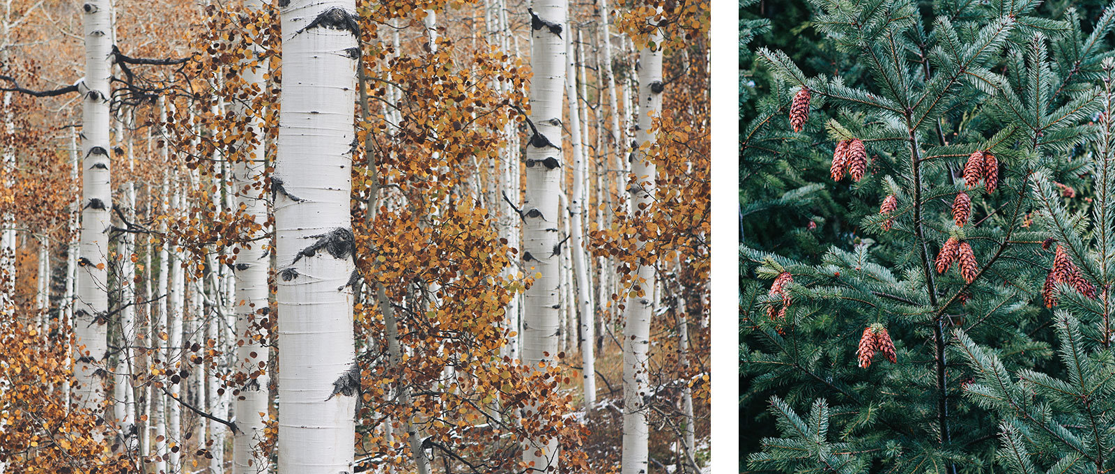Haben bei Hitze einen schweren Stand: Birken und Fichten