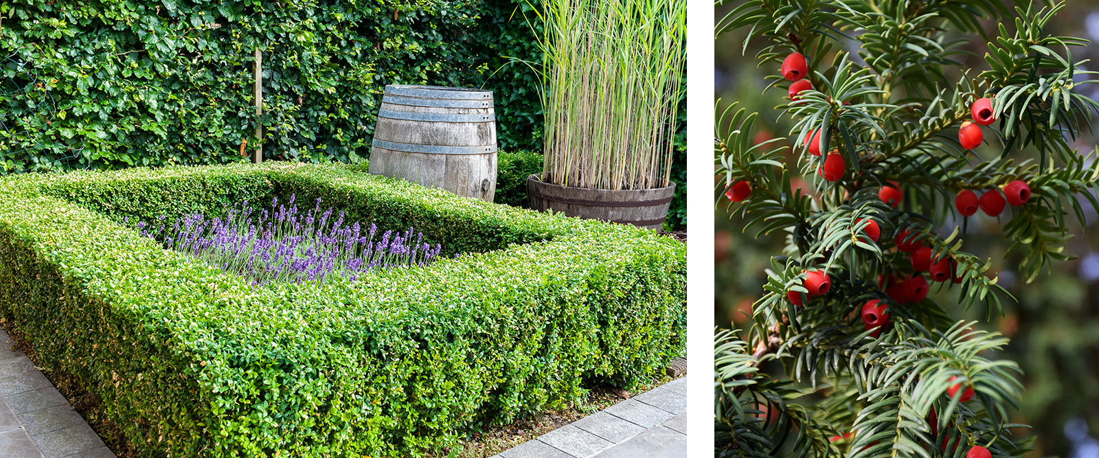 links: Buchsbaumhecke, rechts: robuste Alternative Eibe