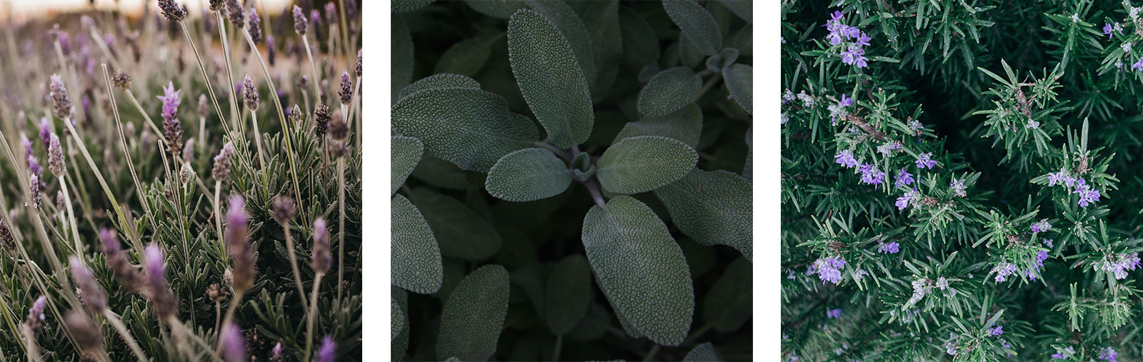 Kommen gut mit Trockenheit zurecht: Lavendel, Salbei, Rosmarin