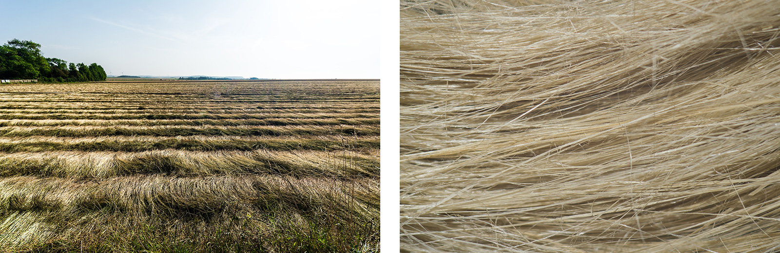 links: Flachs auf dem Feld, rechts: Flachs-Faser