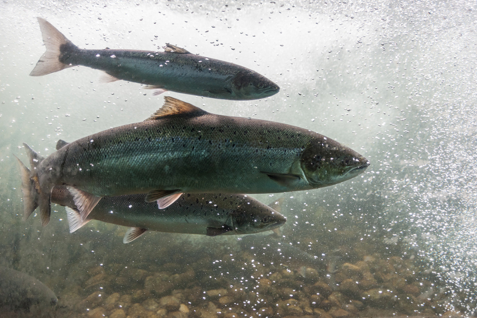 Echter Lachs aus Österreich Lachse in Norwegen schwimmen flußaufwärts.