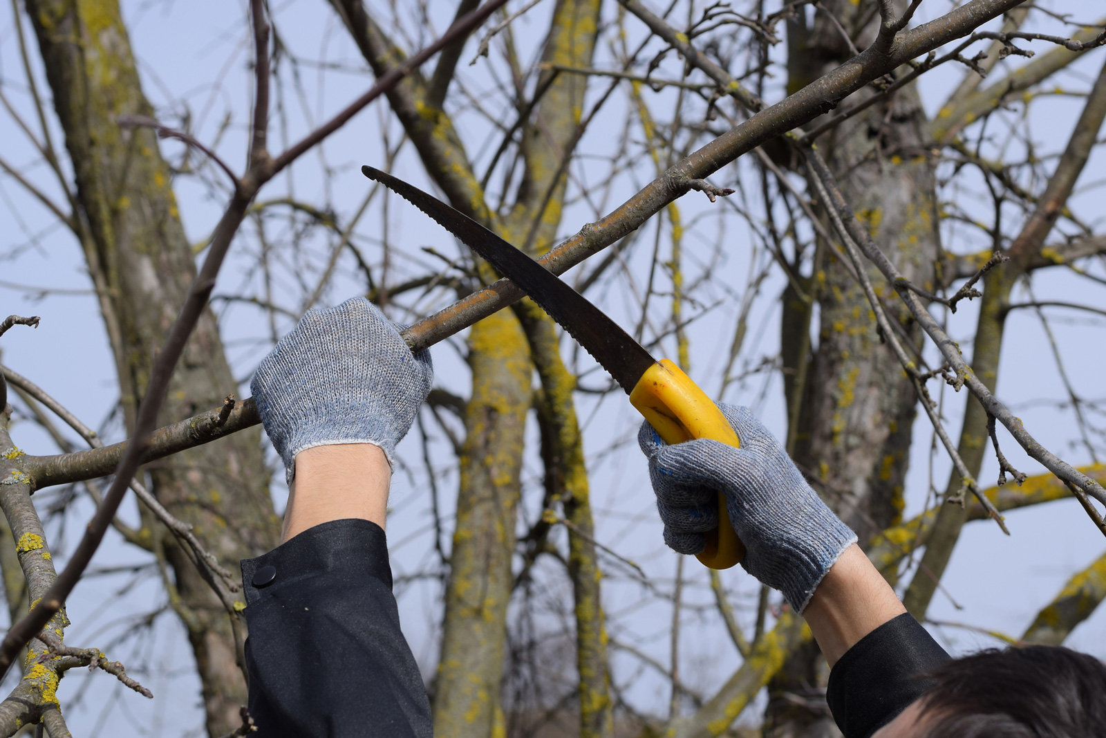 Einfach einen sauberen Cut machen. Achte auf scharfe Werkzeuge, damit du den Baum nicht unnötig verletzt.