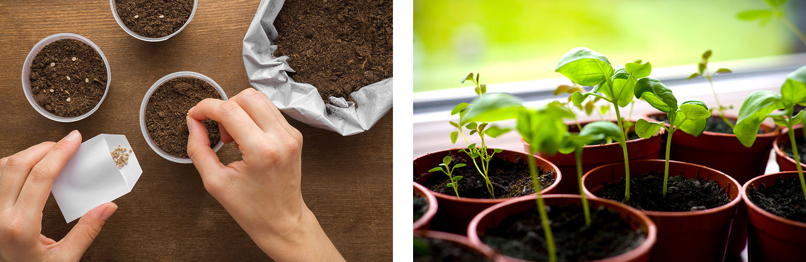 Schon vor dem letzten Frost können Kräuter drinnen vorgezogen werden.