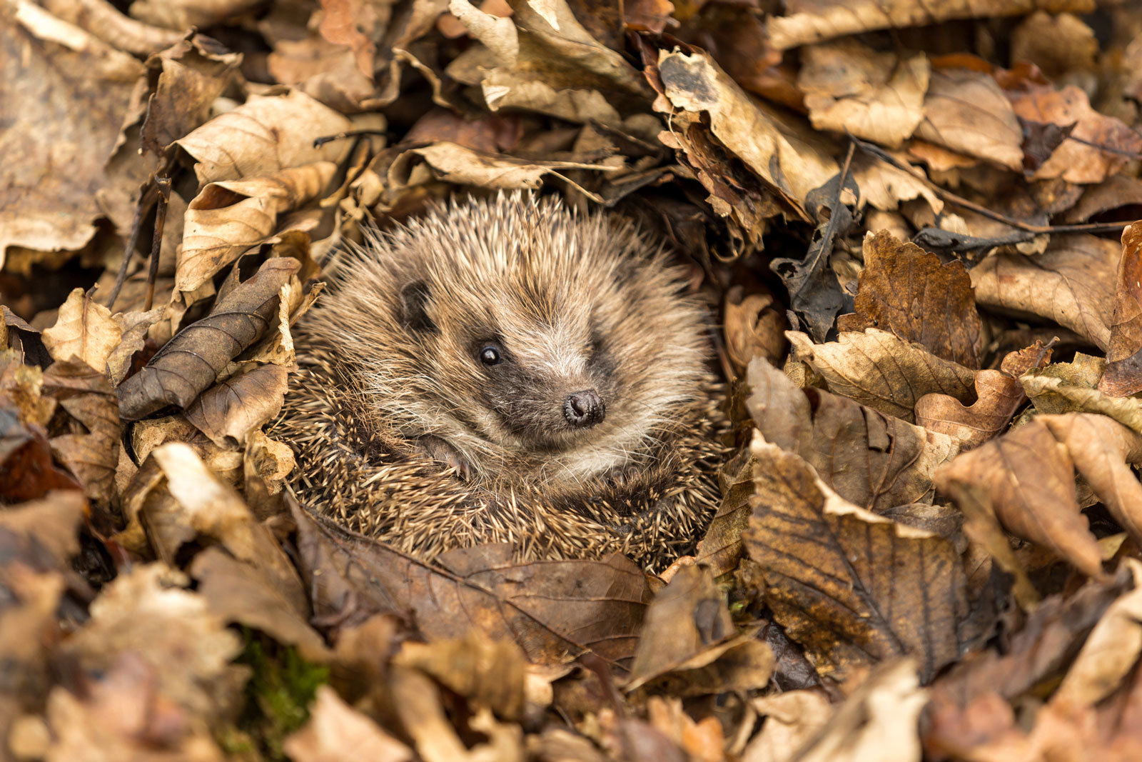 Igel vertilgen unerwünschte Schnecken. Laubhaufen sind ein beliebter Unterschlupf.
