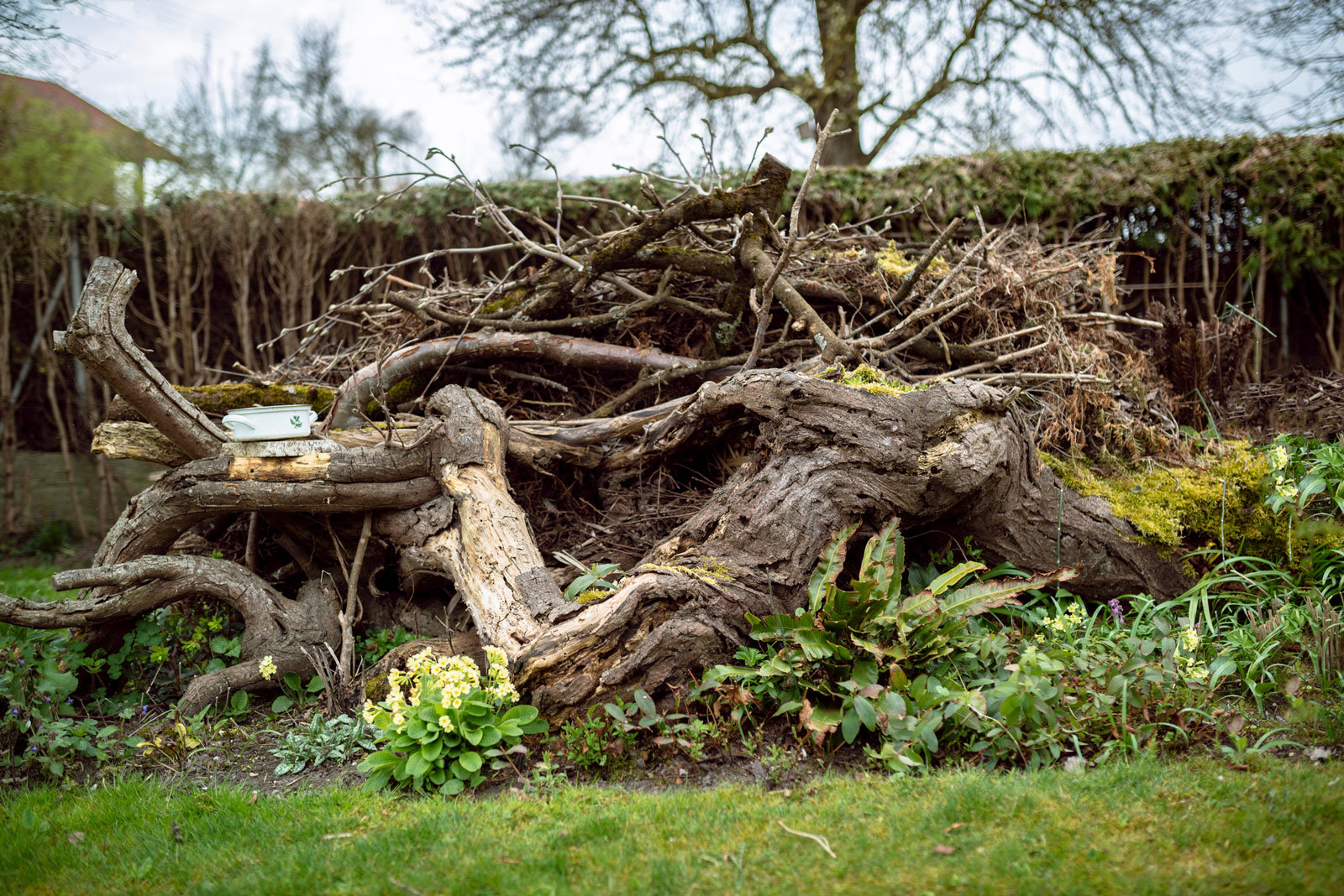 Beliebter Unterschlupf: Totholz