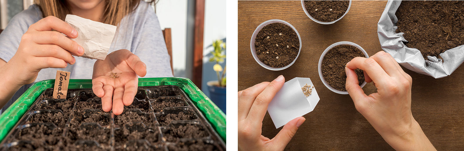 Aussaat in Anzuchtschale oder in Töpfchen