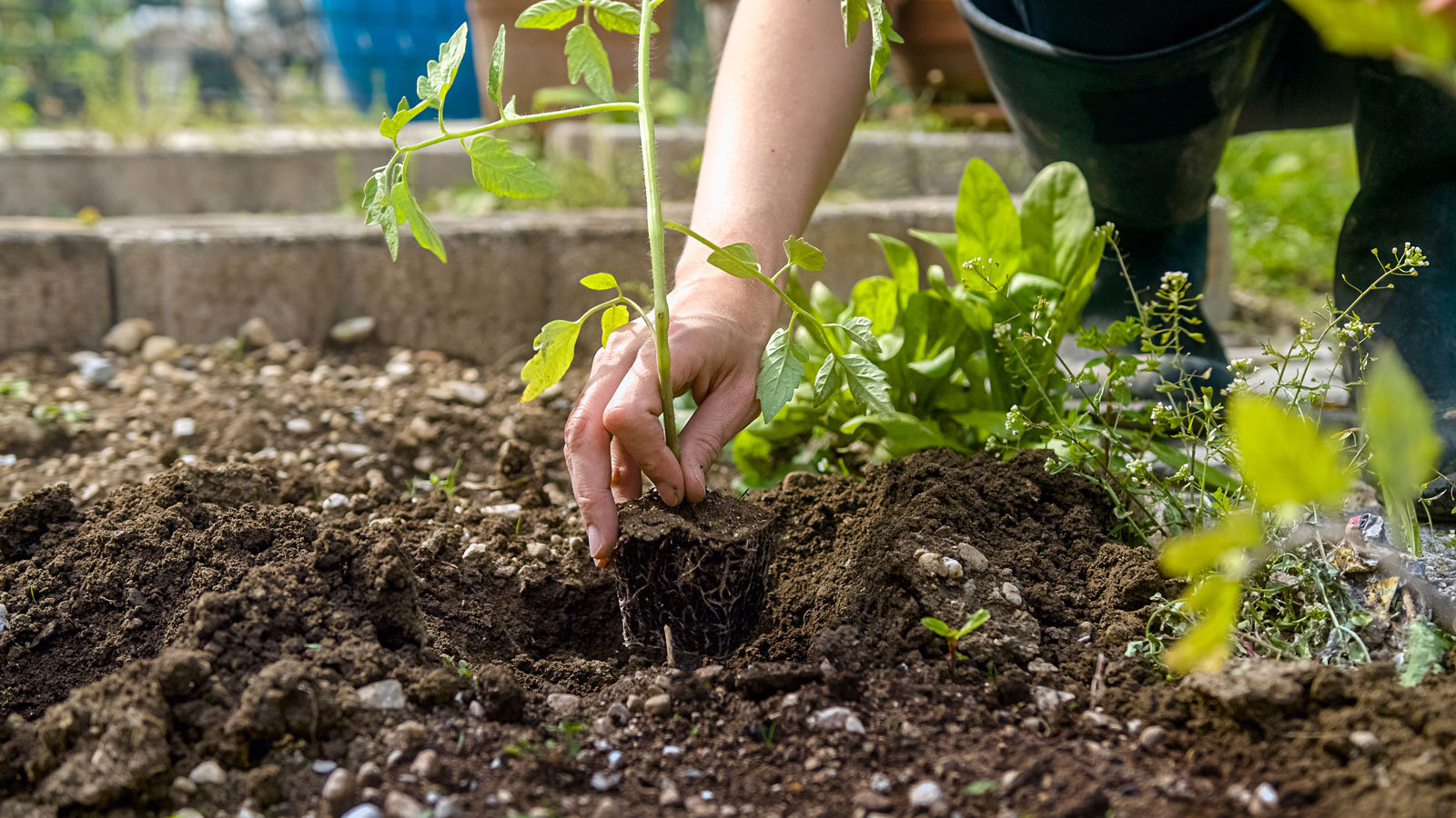 Nach wochenlanger Vorbereitung: Ein Tomaten-Setzling wird ausgepflanzt.
