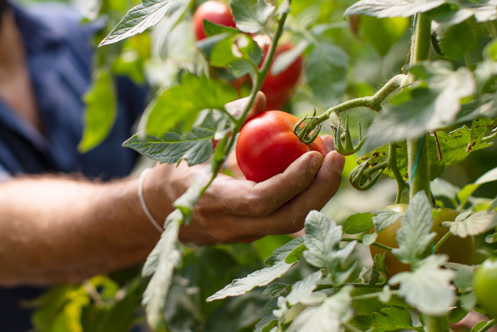 Durch die Vorzucht tragen Tomatenpflanzen im Sommer länger Früchte.