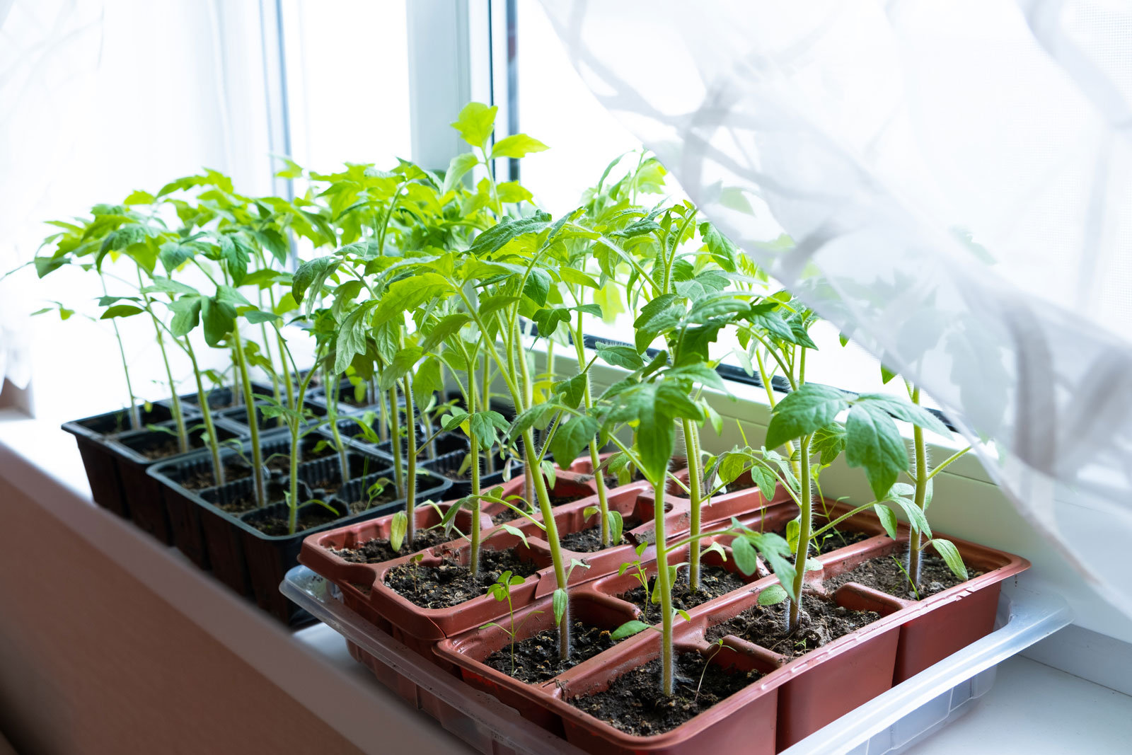 Vereinzelte Setzlinge auf der Fensterbank