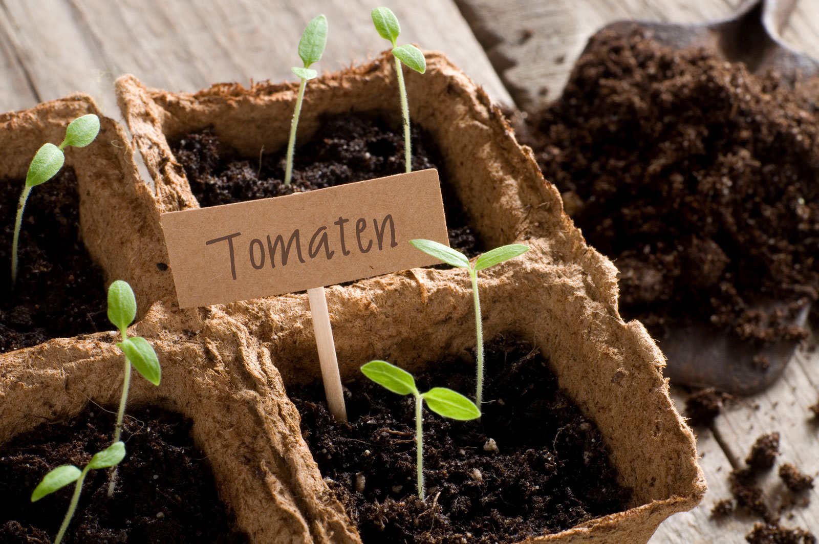 514733896 Beschriftung ist wichtig: Tomaten-Sämlinge