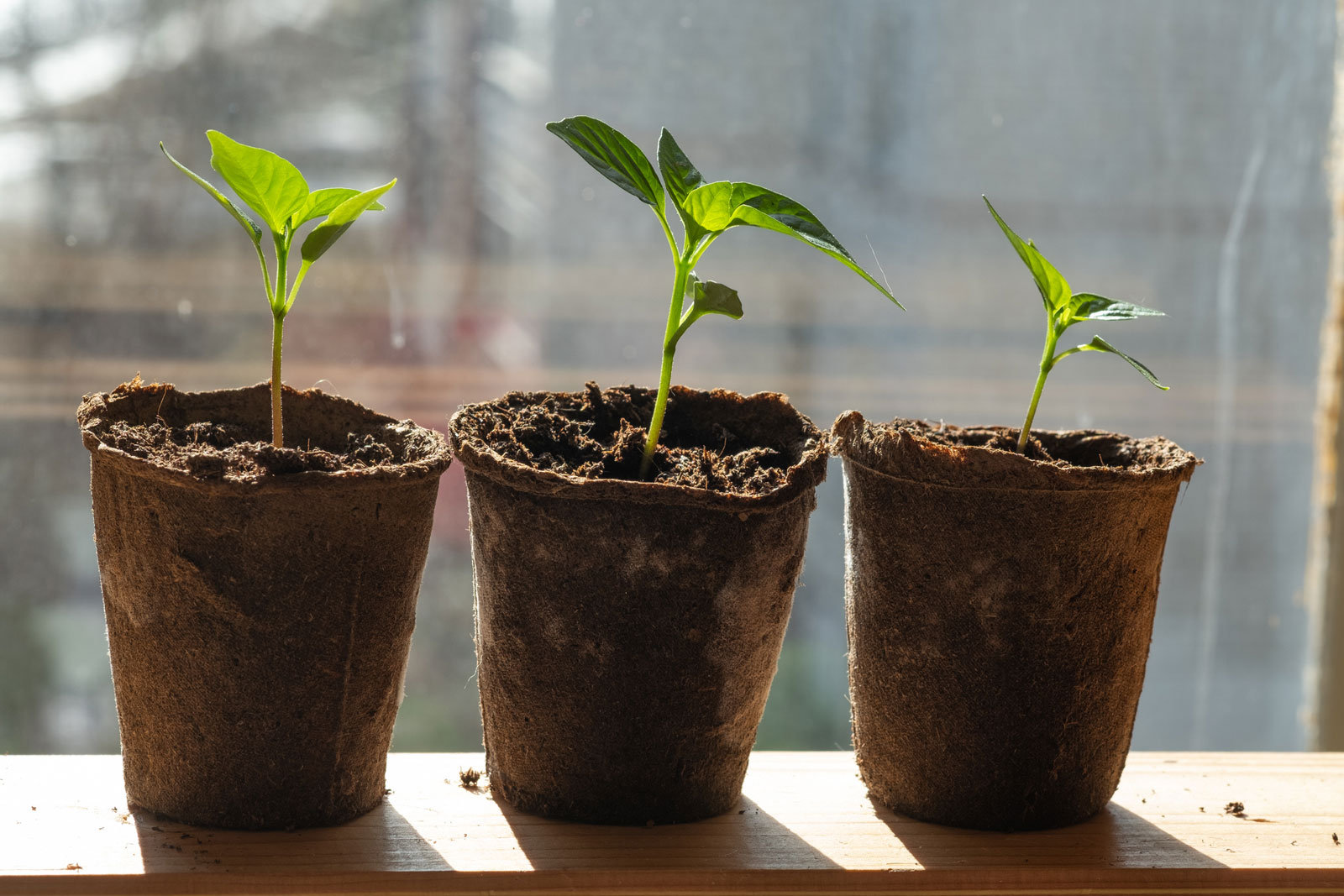 1391768310 In biologisch abbaubaren Töpfen können die Jungpflanzen direkt ins Beet gesetzt werden.
