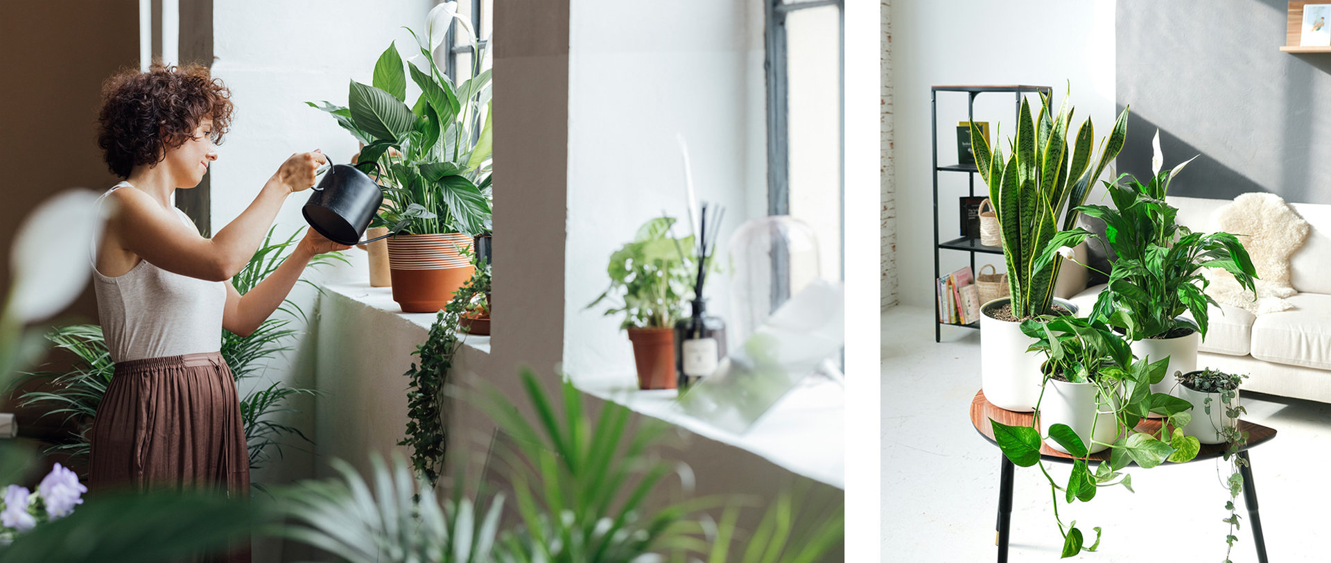 Eine Frau die ihr dekorativen Pflanzen gießt