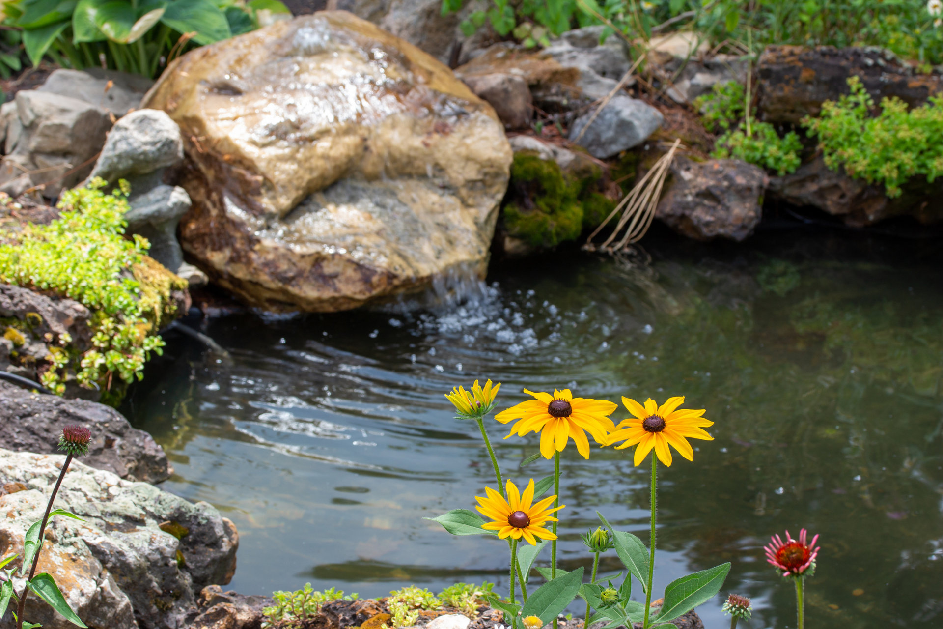 This image shows a close-up view of bright orange yellow black-eyed Susan (rudbeckia hirta) perennial flowers in front of a sunny ornamental garden pond.