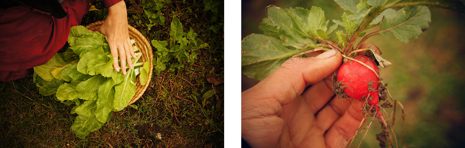 Selbstversorgung kann mit kleinen Schritten beginnen, auch in der Stadt