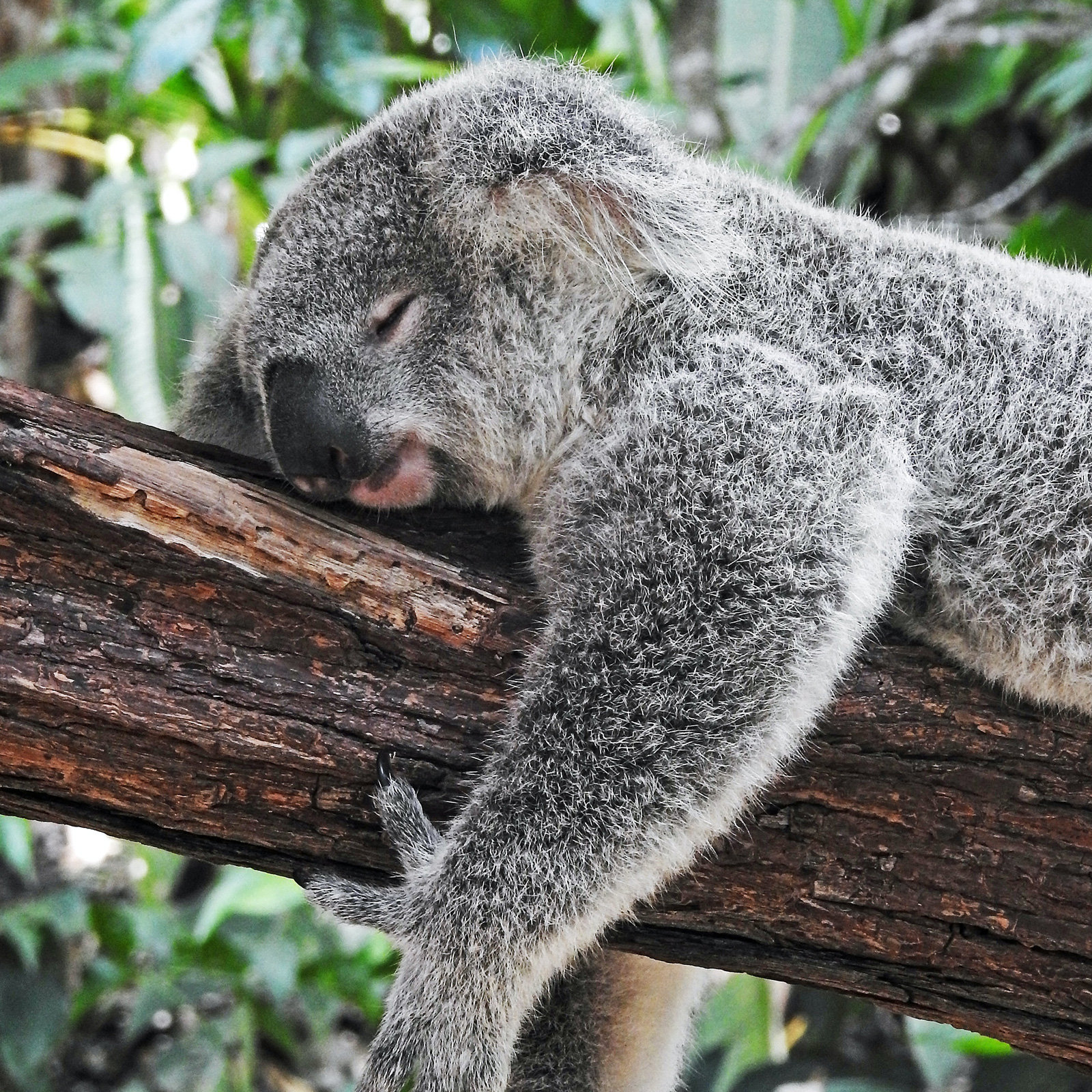 ©unsplash.com/david-clod