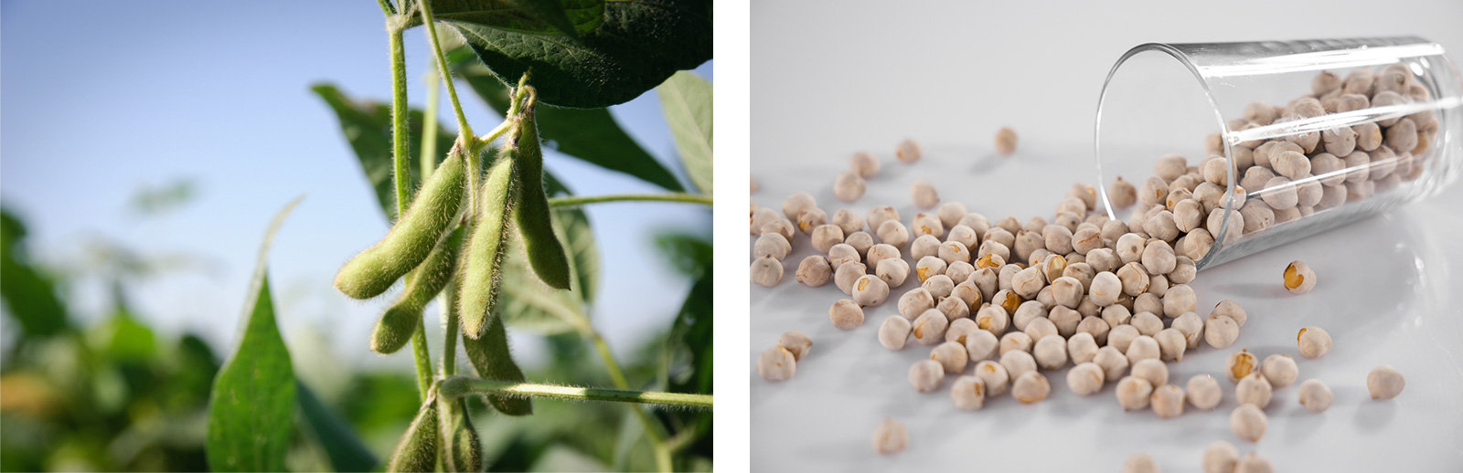 Links: Sojabohnenschote auf dem Feld, rechts: getrocknete Sojabohnen