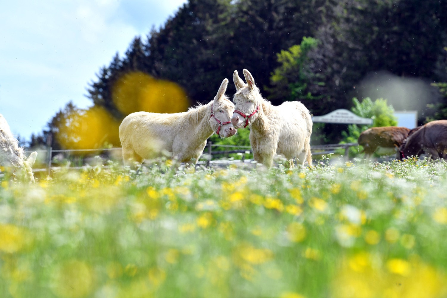 Eselsglück im Freien: Auf Gut Aiderbichl leben die Tiere ohne unnötige Zwänge. © Gut Aiderbichl