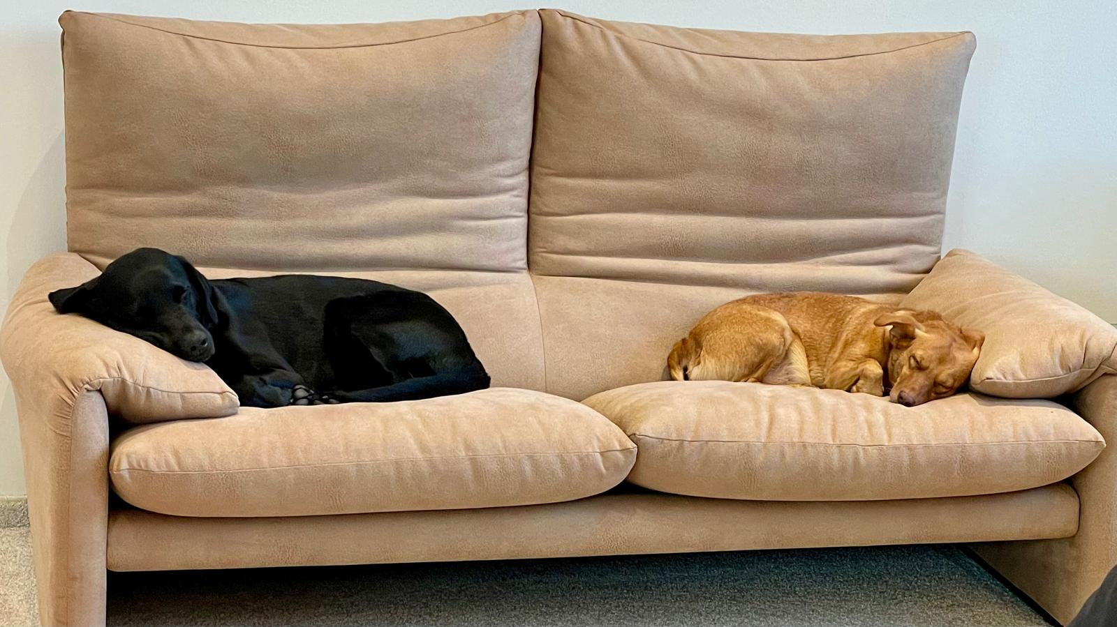 Win-win-Situation: Den Mitarbeiter:innen geht's gut und die Bürohunde fühlen sich auch wohl. 