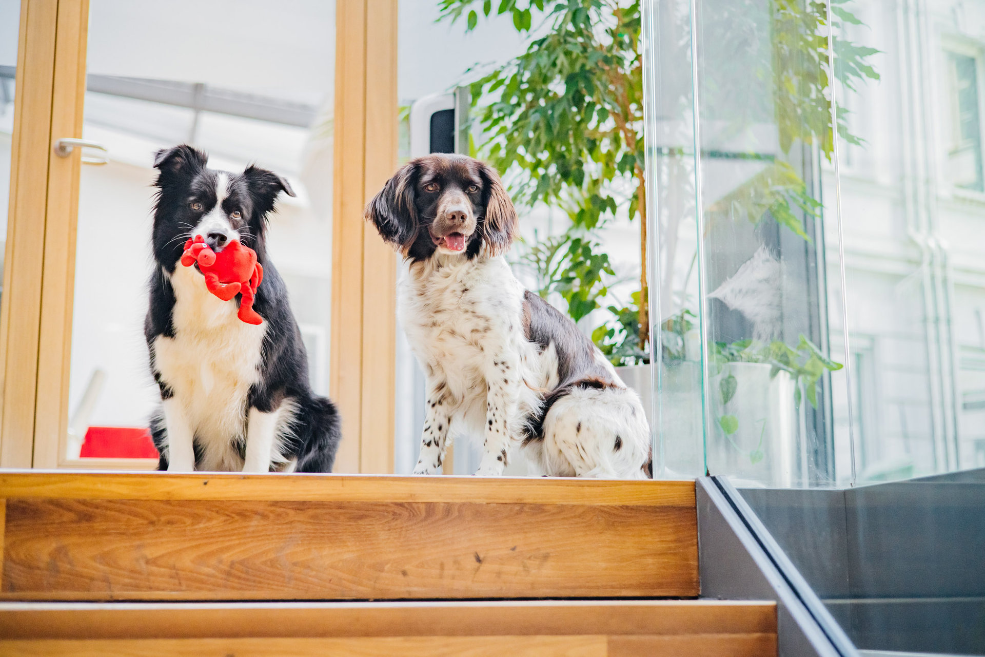 Wüstenrot ist ein hundefreundliches Unternehmen Win-win-Situation: Den Mitarbeiter:innen geht's gut und die Bürohunde fühlen sich auch wohl.