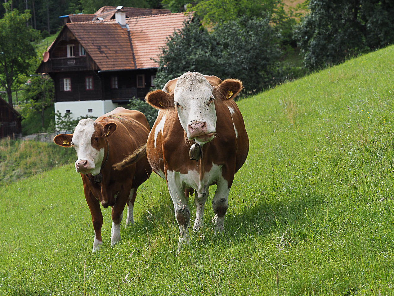 Kühe auf dem Feld von © Werner Goach