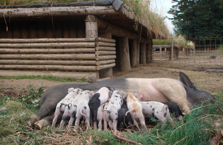 Schweine bei © Werner Goach