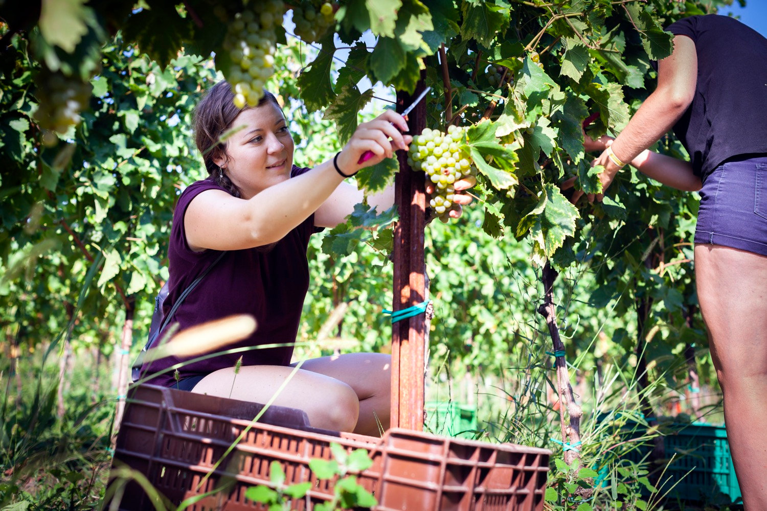 Eine Person erntet Weintrauben mit einem Messer