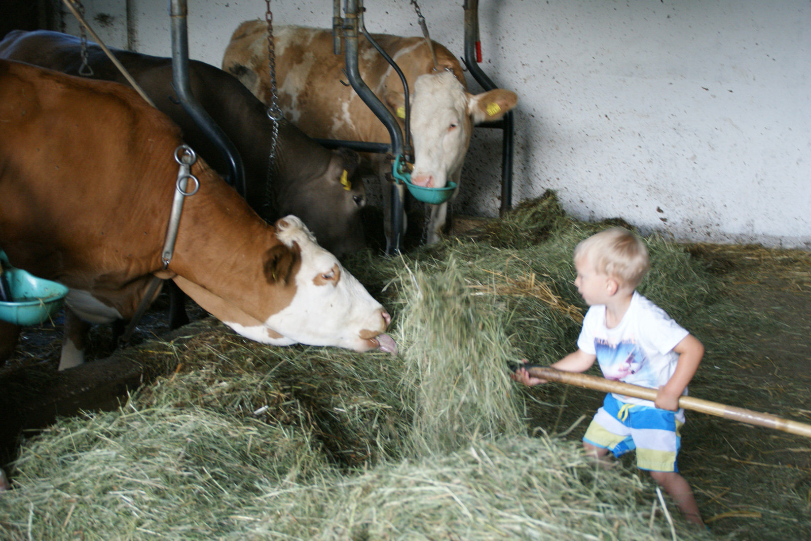 Hofleben im Mühlviertel