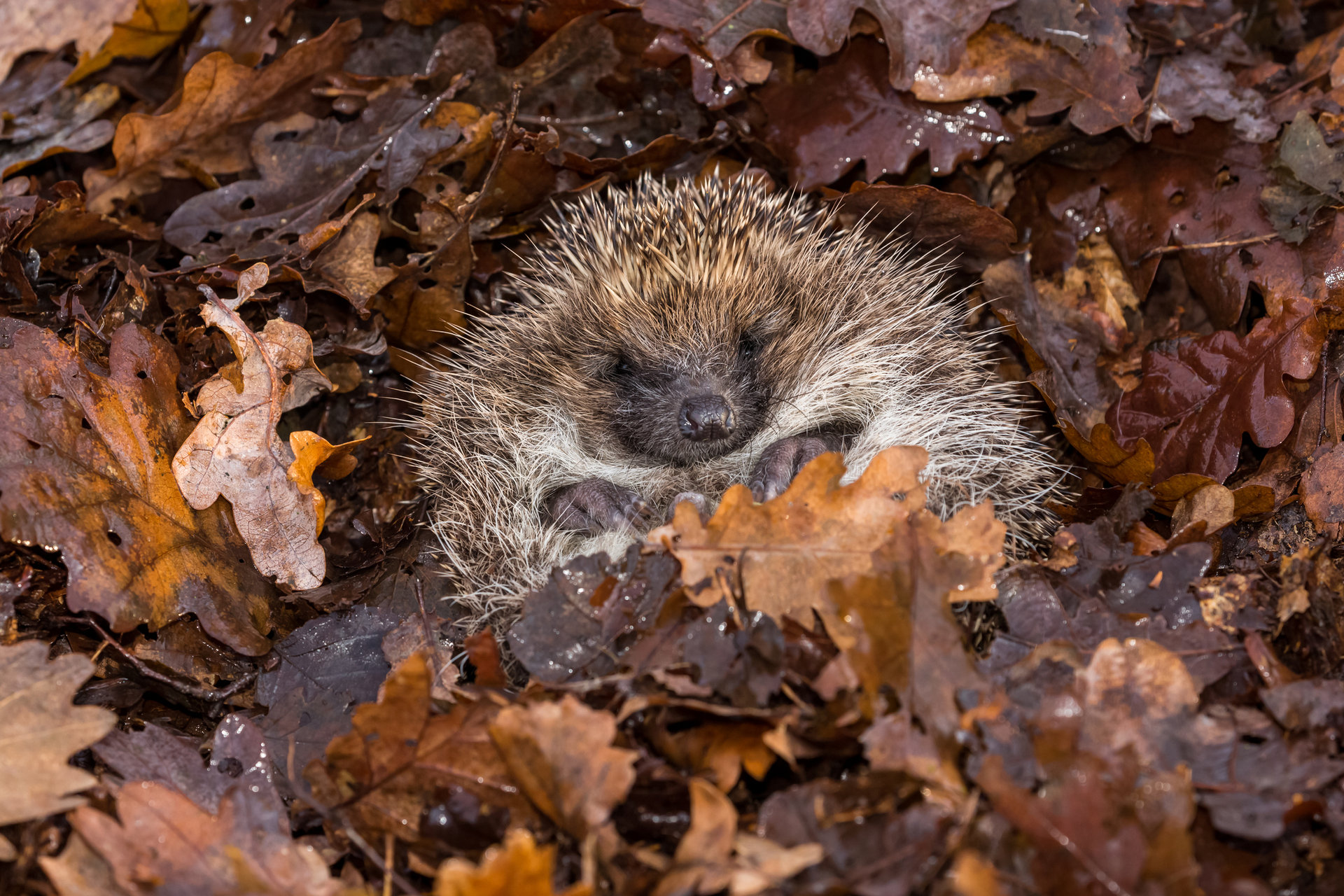 Igel beim Winterschlaf im Laub