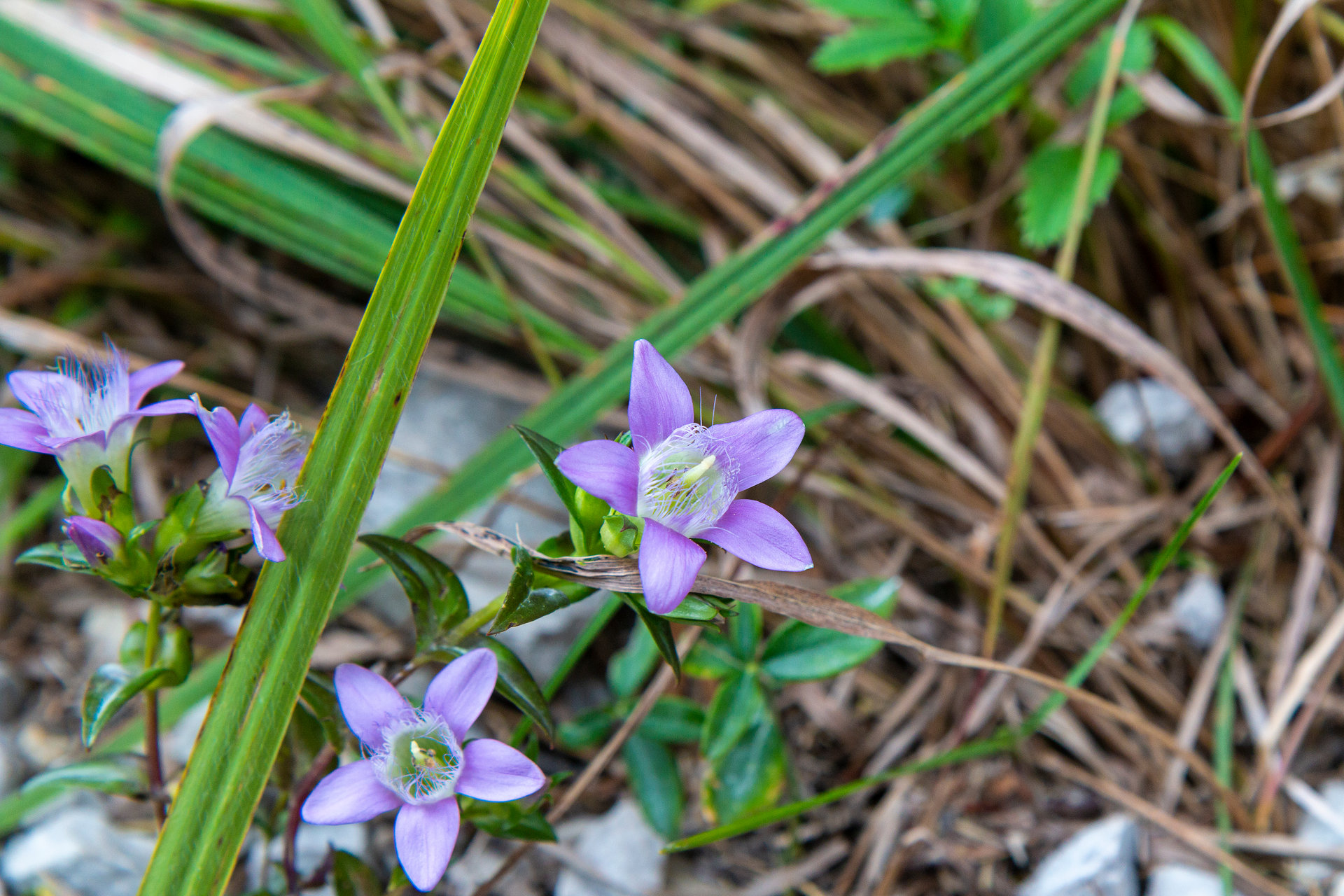 Die zarten Blüten der Akelei sind in der Ötscherregion häufig anzutreffen (c: Christina Feser)