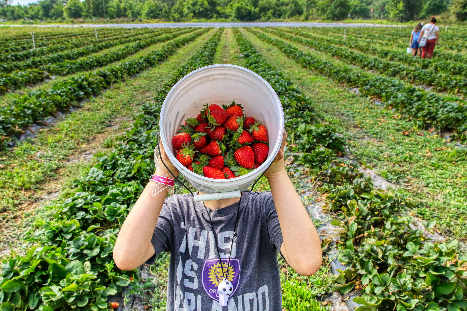 Mit Erdbeeren beginnt die Obstsaison.