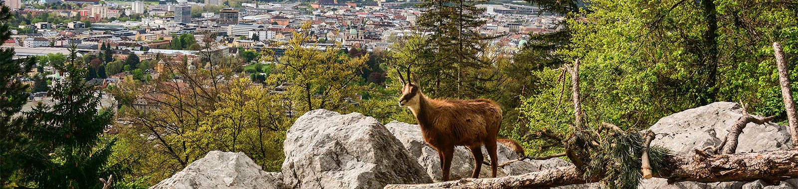 Viele ausgesiedelte und beinahe ausgestorbene Spezies stammen aus dem Alpenzoo Innsbruck