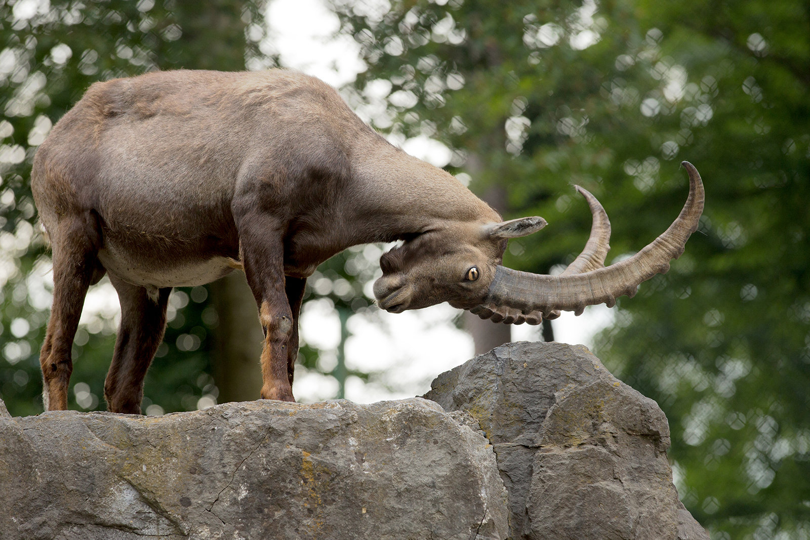 Auf zehn Hektar Wald leben 21 heimische Wildtierarten, darunter auch Steiböcke.