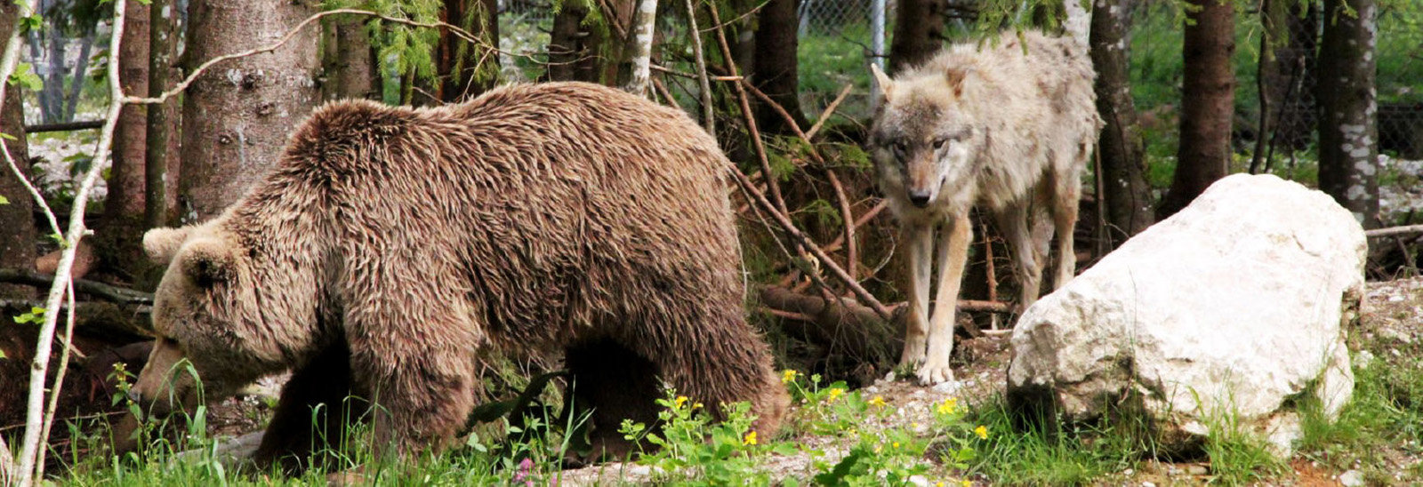 Ein beeindruckendes Erlebnis: Heimische Wildtiere wie Braunbären, Wölfe oder Fischadler in freier Wildbahn zu beobachten