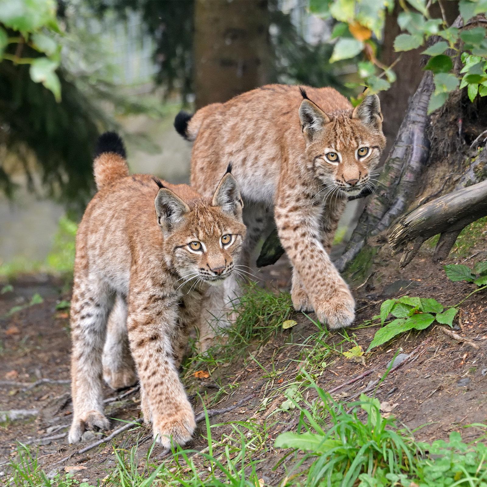 Luchszwillinge im Tierpark am Wilden Berg Mautern
