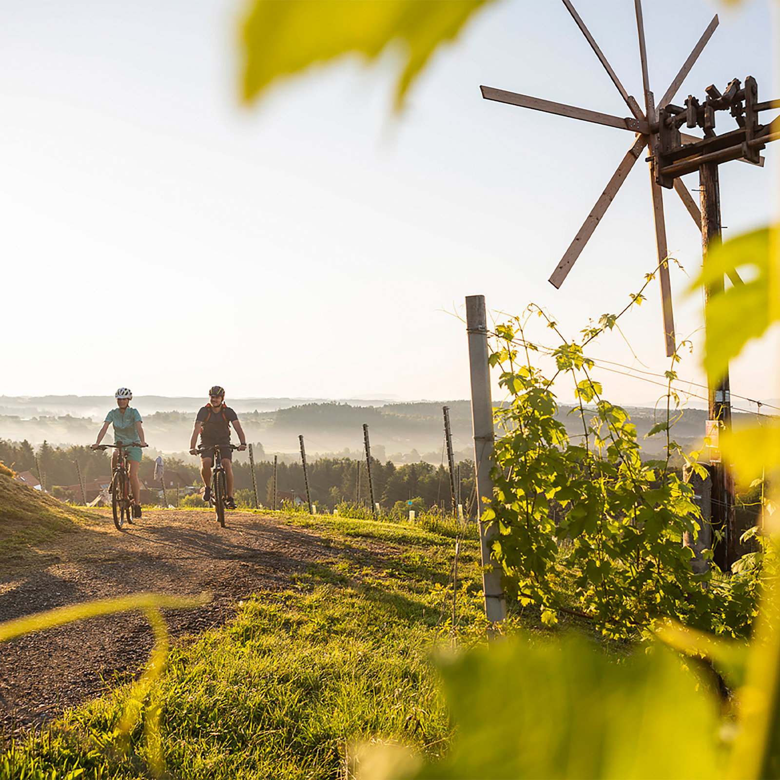 Weinreben im Schilcherland