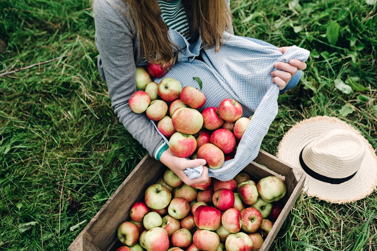 Viel auf einmal: Apfelernte