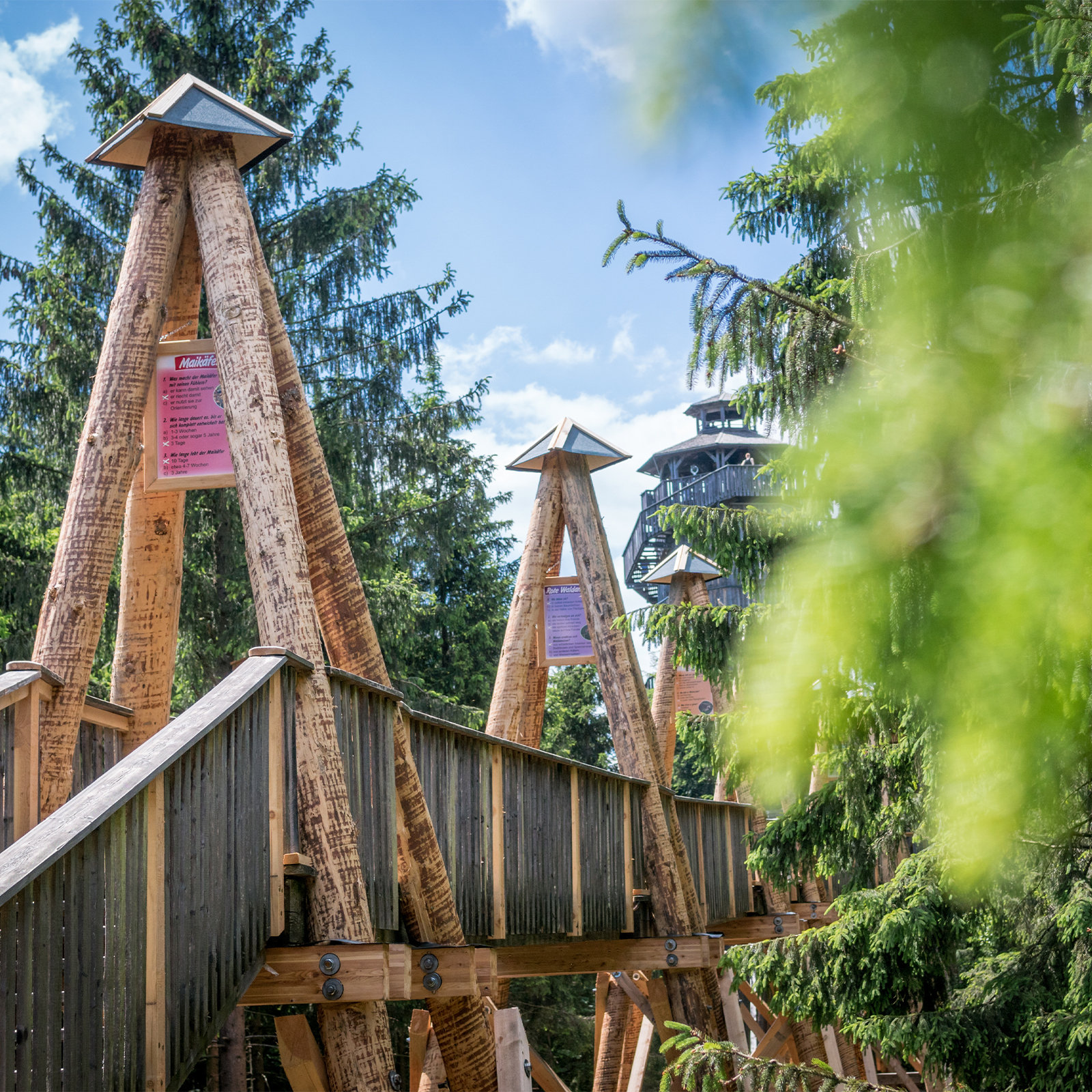 Baumkronenweg in Kopfing