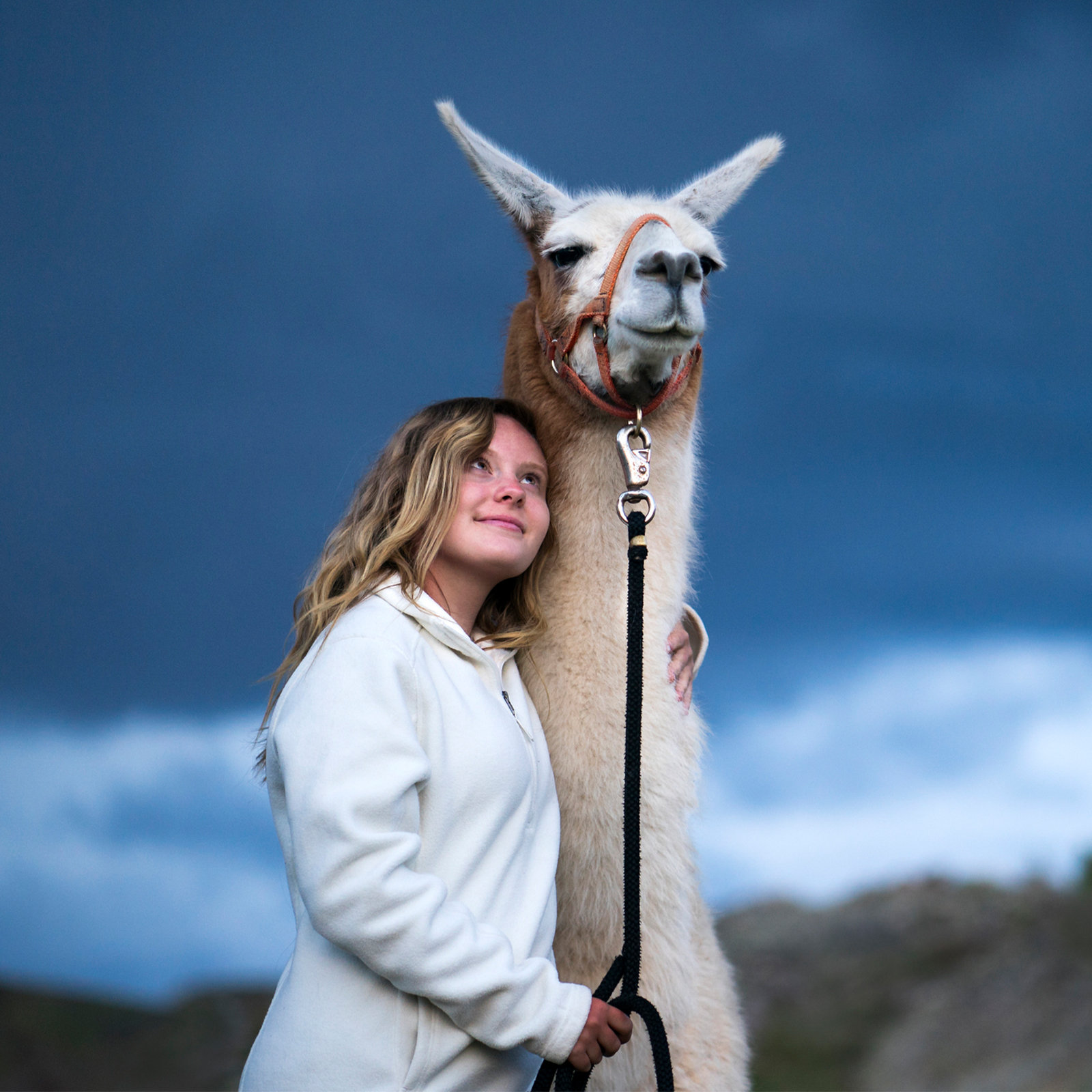 Mit dem Lama unterwegs am Neusiedler See